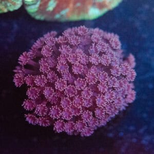 WYSIWYG Purple Goniopora