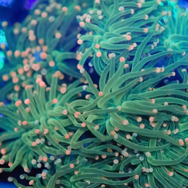 Pink Tip Torch