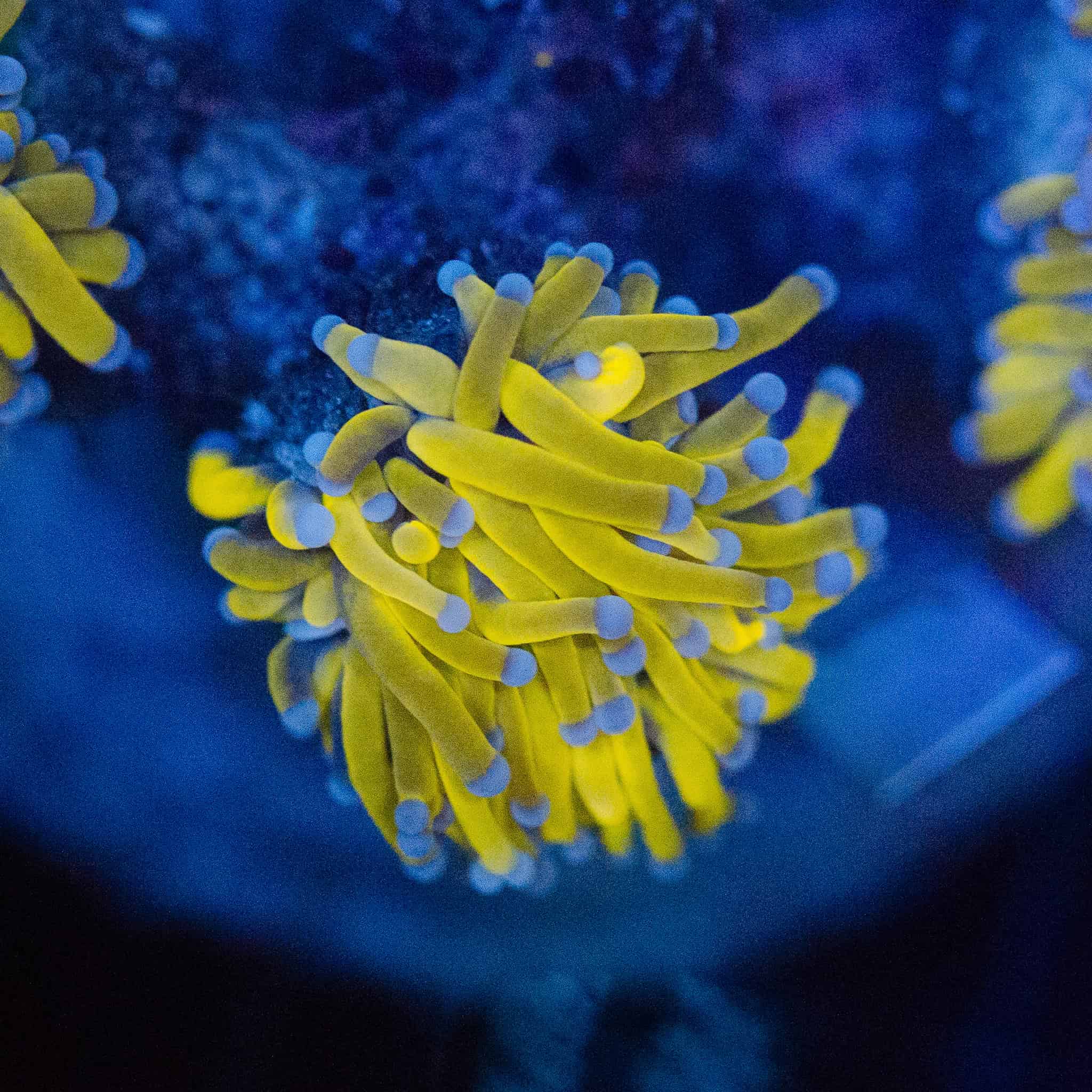 Banana 24K Torch - Image 2