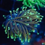 Banana Boom Morph Torch