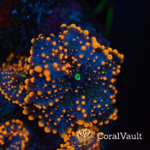 Orange Yuma Mushroom