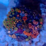 WYSIWYG Nebulynth Zoa Colony