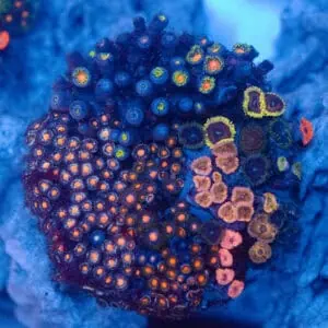 WYSIWYG Luminara Zoa Colony