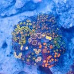 WYSIWYG Solanique Zoa Colony