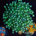 Headlight Goniopora XL Colony