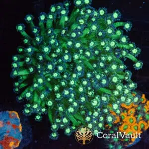 WYSIWYG XL Headlight Goniopora Colony