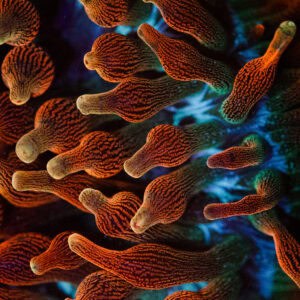 Chicago Sunburst Anemone