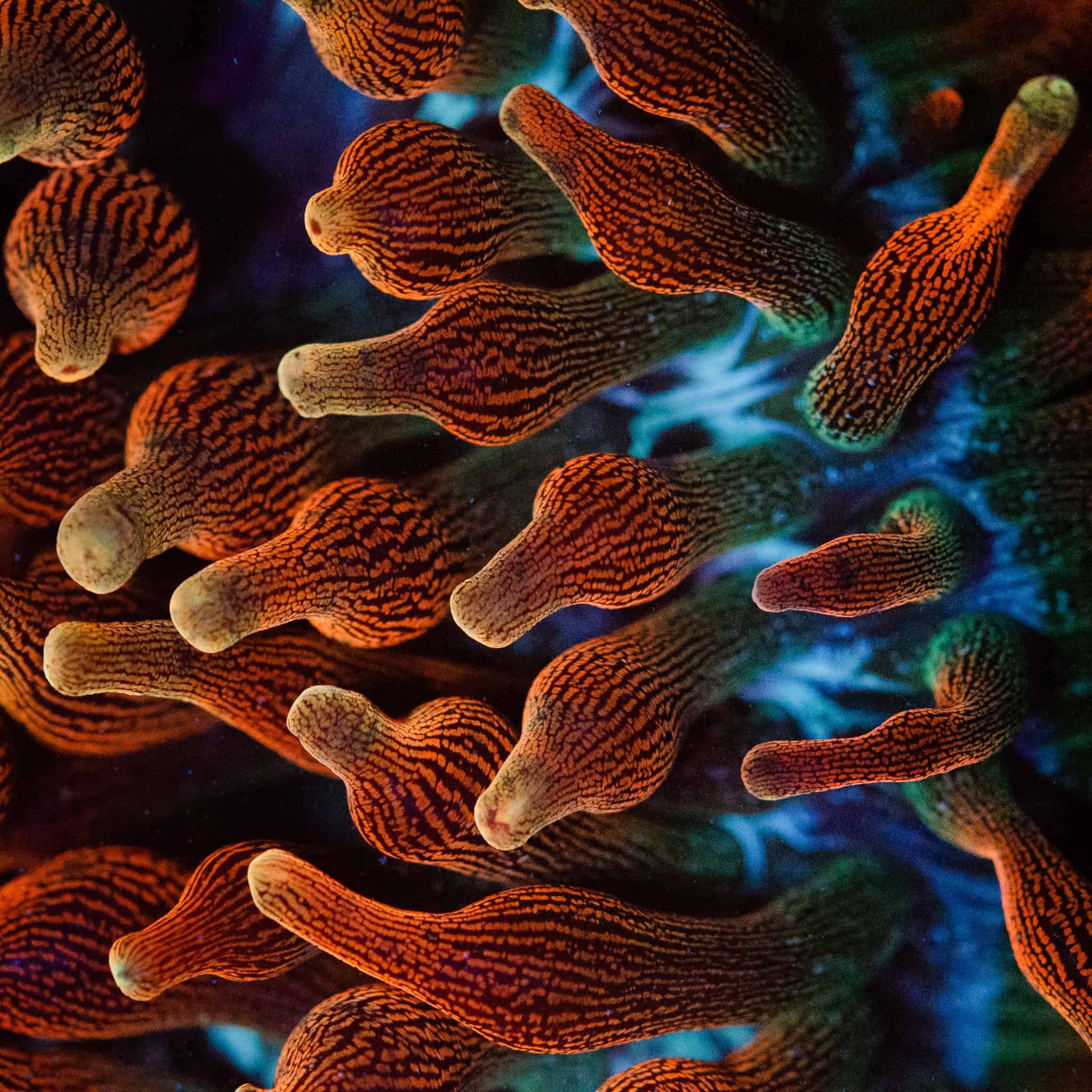 Chicago Sunburst Anemone