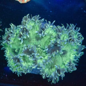 WYSIWYG Frost-Tip Elegance