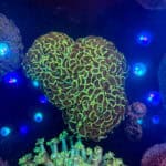 WYSIWYG Green Walling Hammer