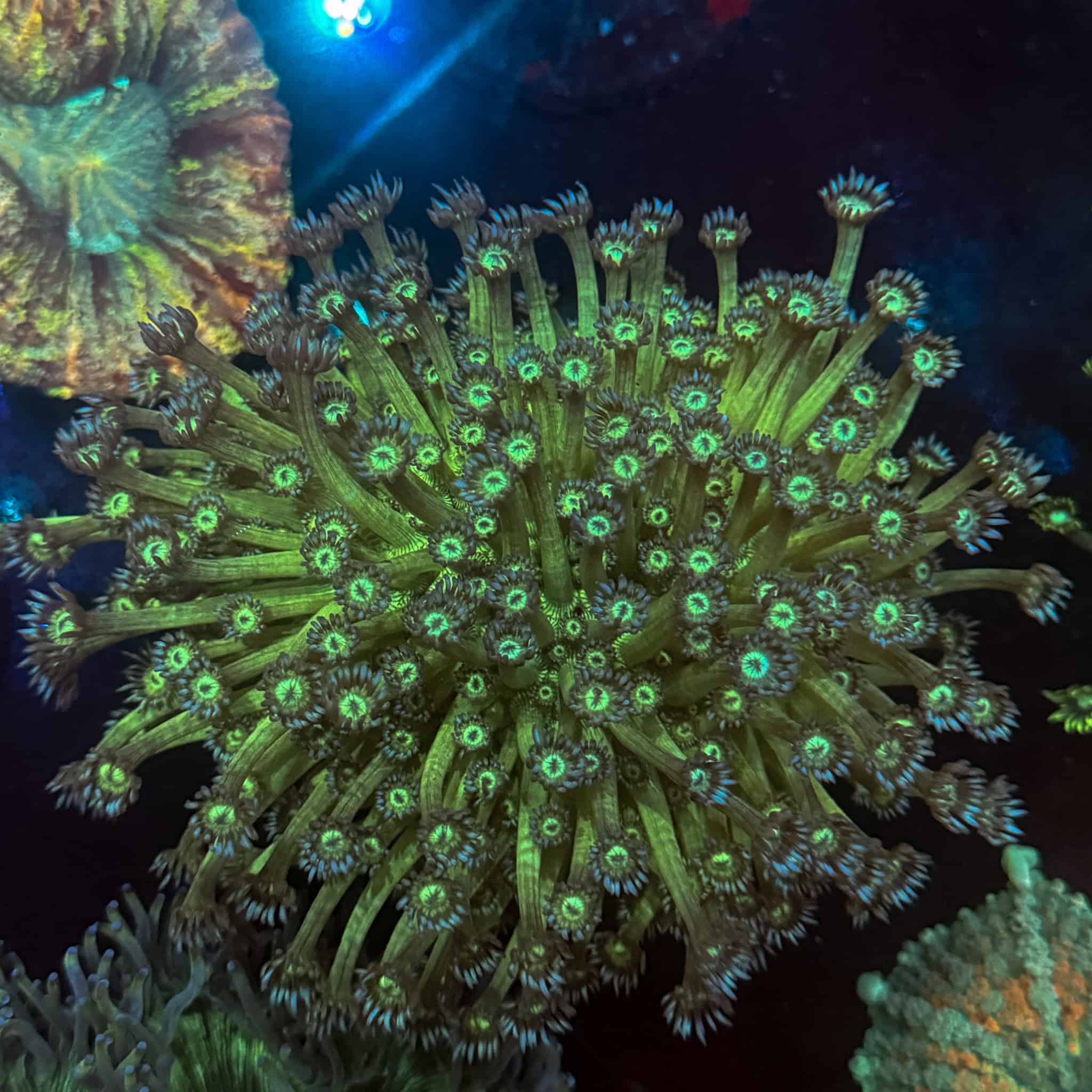 WYSIWYG XL Headlight Goniopora Colony - Image 2