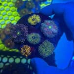 WYSIWYG Rainbow Yuma Mushroom Colony