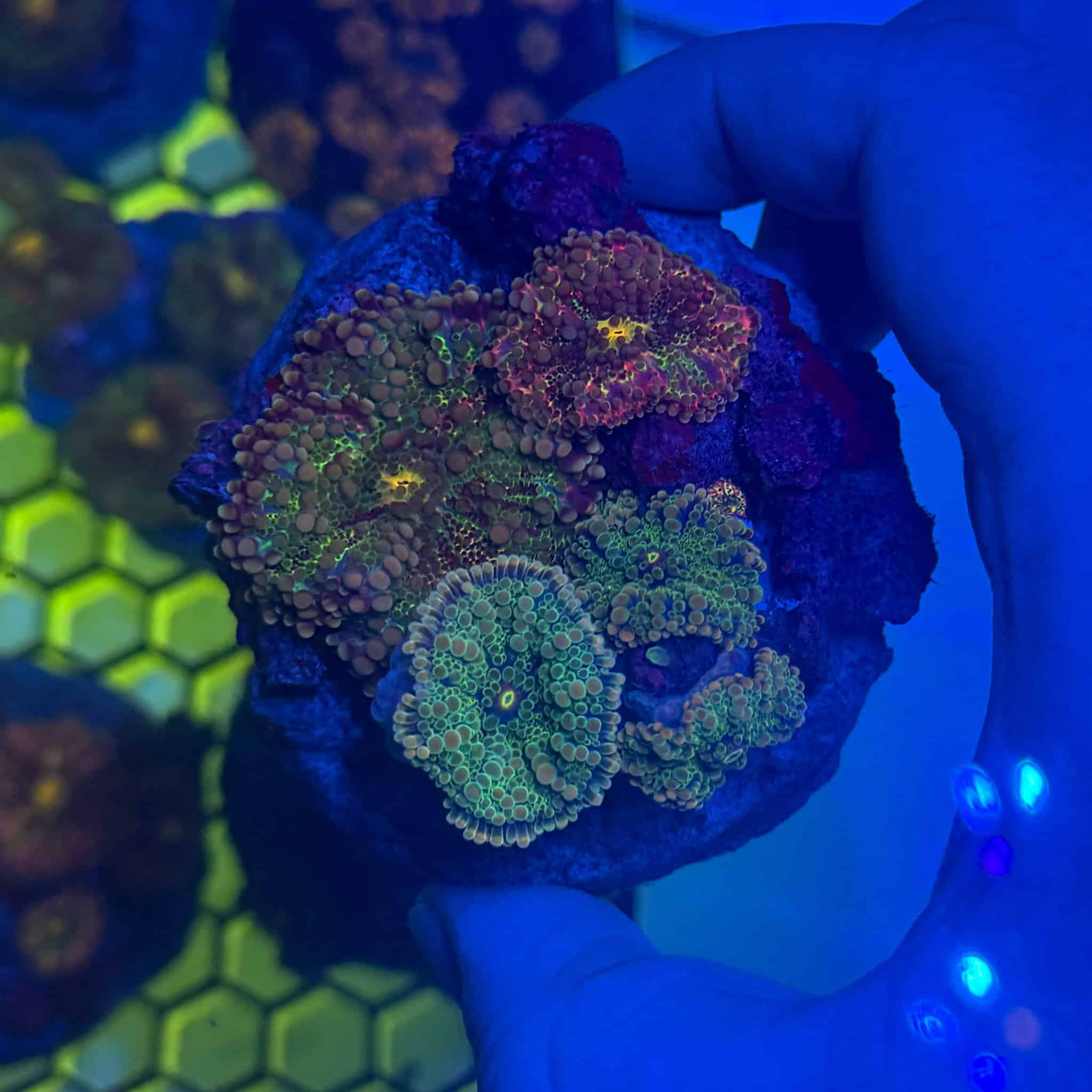 WYSIWYG Indigo Yuma Mushroom Colony