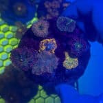 WYSIWYG Grape Yuma Mushroom Colony