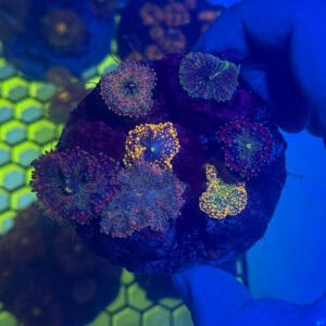 WYSIWYG Grape Yuma Mushroom Colony