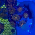 WYSIWYG Deep Koamaru Yuma Mushroom Colony