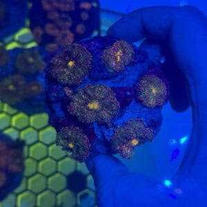 WYSIWYG Deep Koamaru Yuma Mushroom Colony