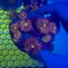 WYSIWYG Purple Crayola Yuma Mushroom Colony