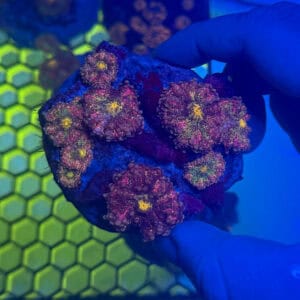 WYSIWYG Purple Crayola Yuma Mushroom Colony