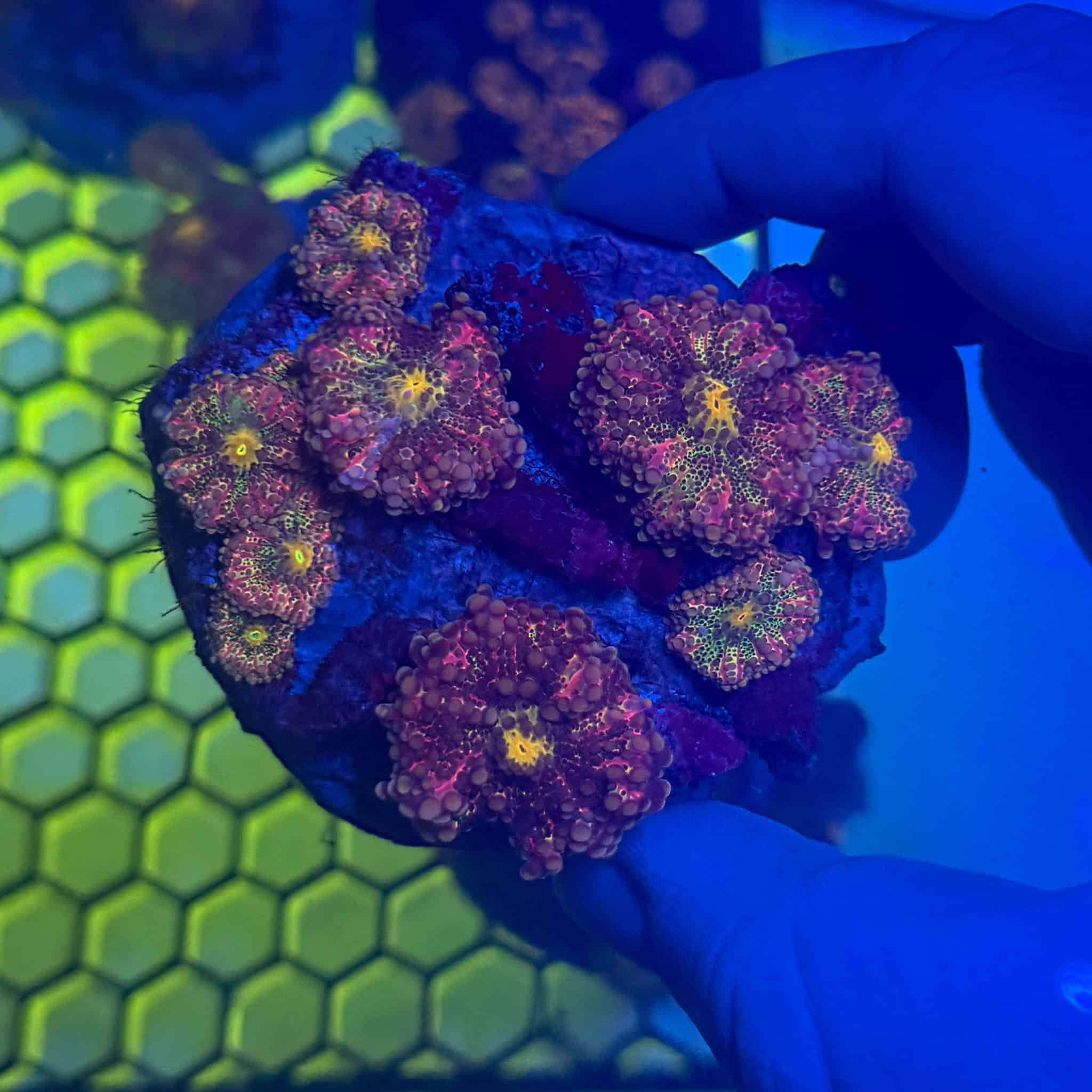 WYSIWYG Purple Crayola Yuma Mushroom Colony