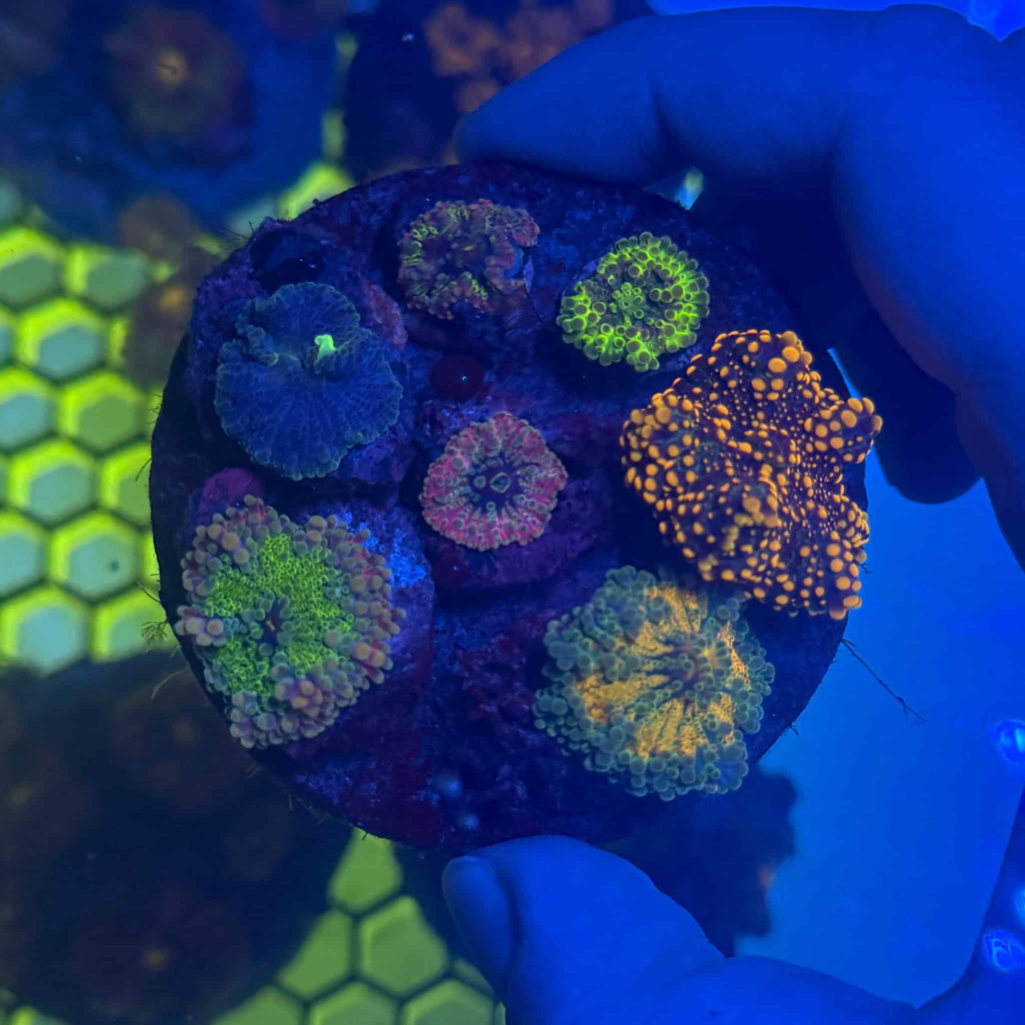 WYSIWYG Blueberry Yuma Mushroom Colony