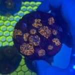 WYSIWYG Orange Yuma Mushroom Colony