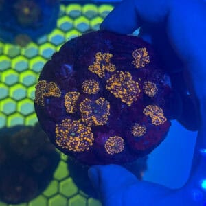 WYSIWYG Orange Yuma Mushroom Colony