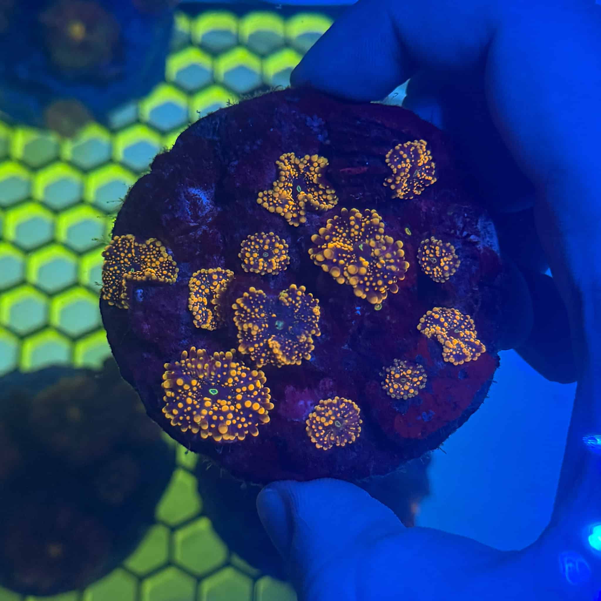 WYSIWYG Orange Yuma Mushroom Colony