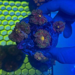 WYSIWYG Azure Yuma Mushroom Colony