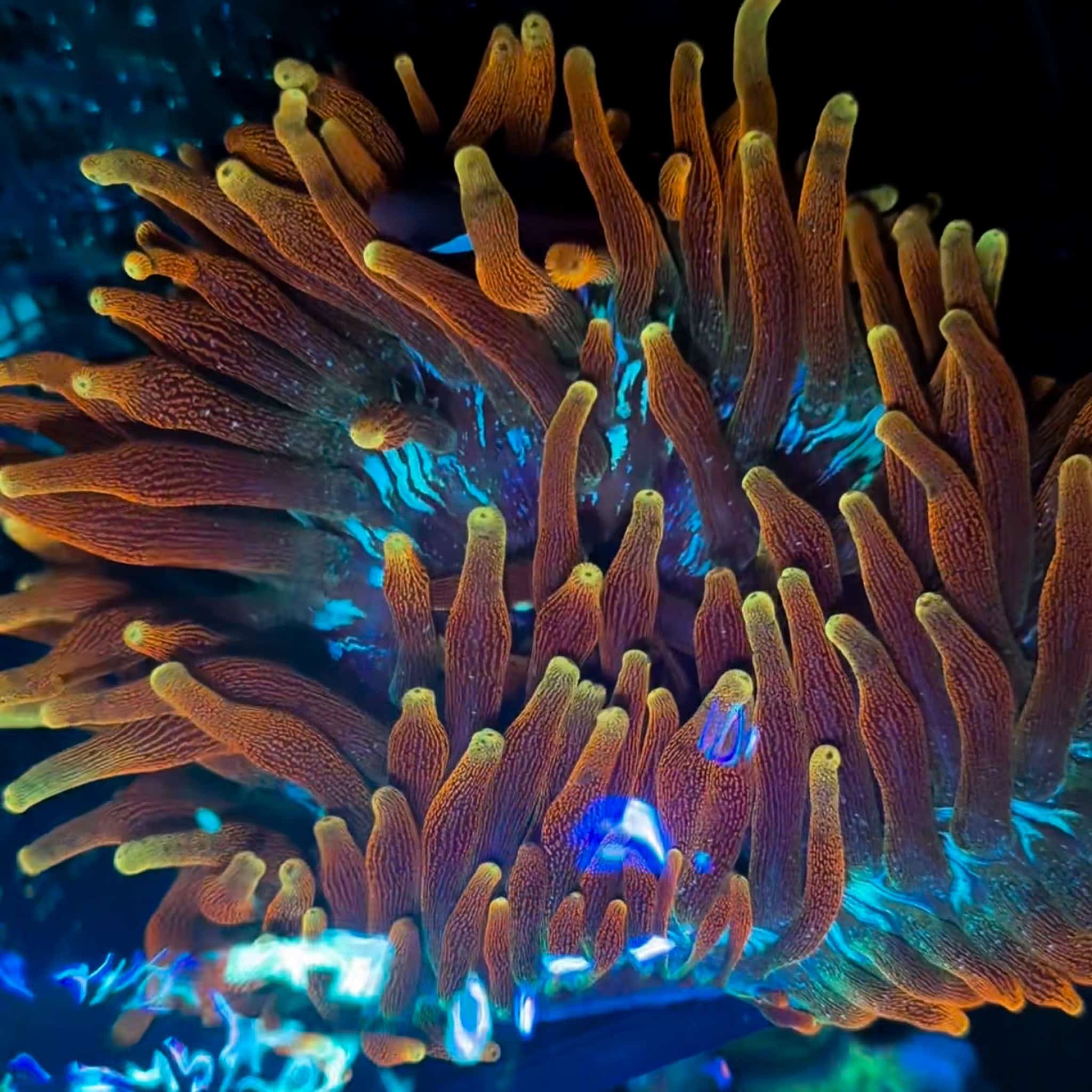 Chicago Sunburst Anemone - Image 2