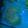 WYSIWYG XXL Blue Tip Walling Frogspawn
