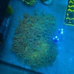 WYSIWYG XXL Blue Tip Walling Frogspawn