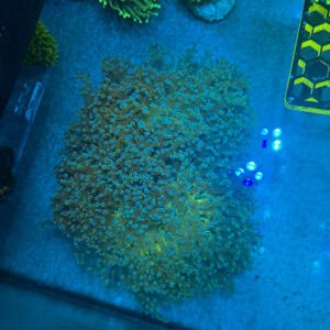 WYSIWYG XXL Blue Tip Walling Frogspawn