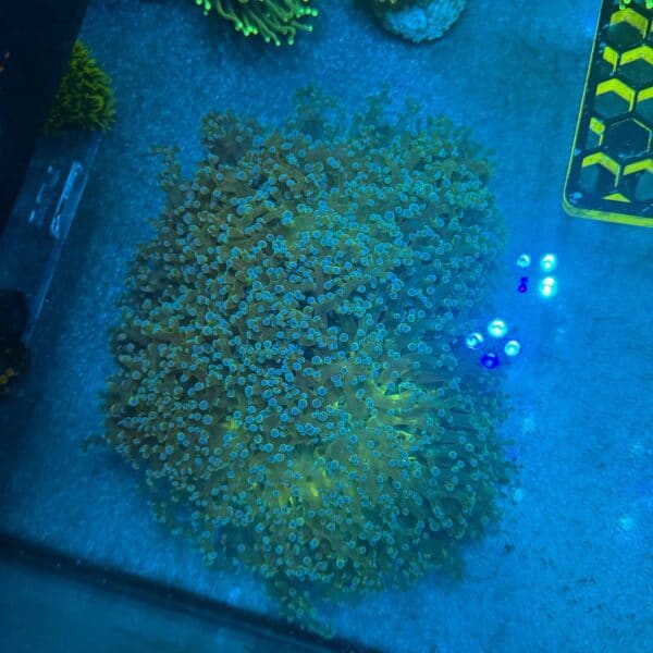 IMG_1495 WYSIWYG XXL Blue Tip Walling Frogspawn