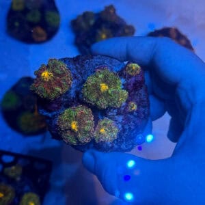 WYSIWYG Liberty Yuma Mushroom Colony