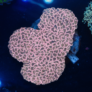 Pink Walling Hammer