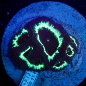 WYSIWYG Master UFO Blasto