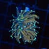 WYSIWYG Blue Tip Gold Torch