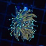 WYSIWYG Blue Tip Gold Torch