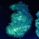 WYSIWYG Large Catalaphyllia