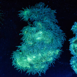 WYSIWYG Large Catalaphyllia