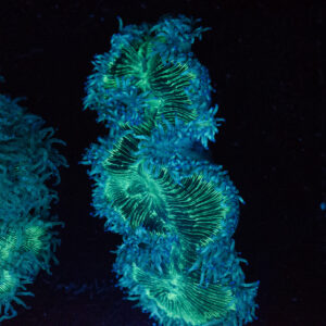 WYSIWYG White & Green Elegance