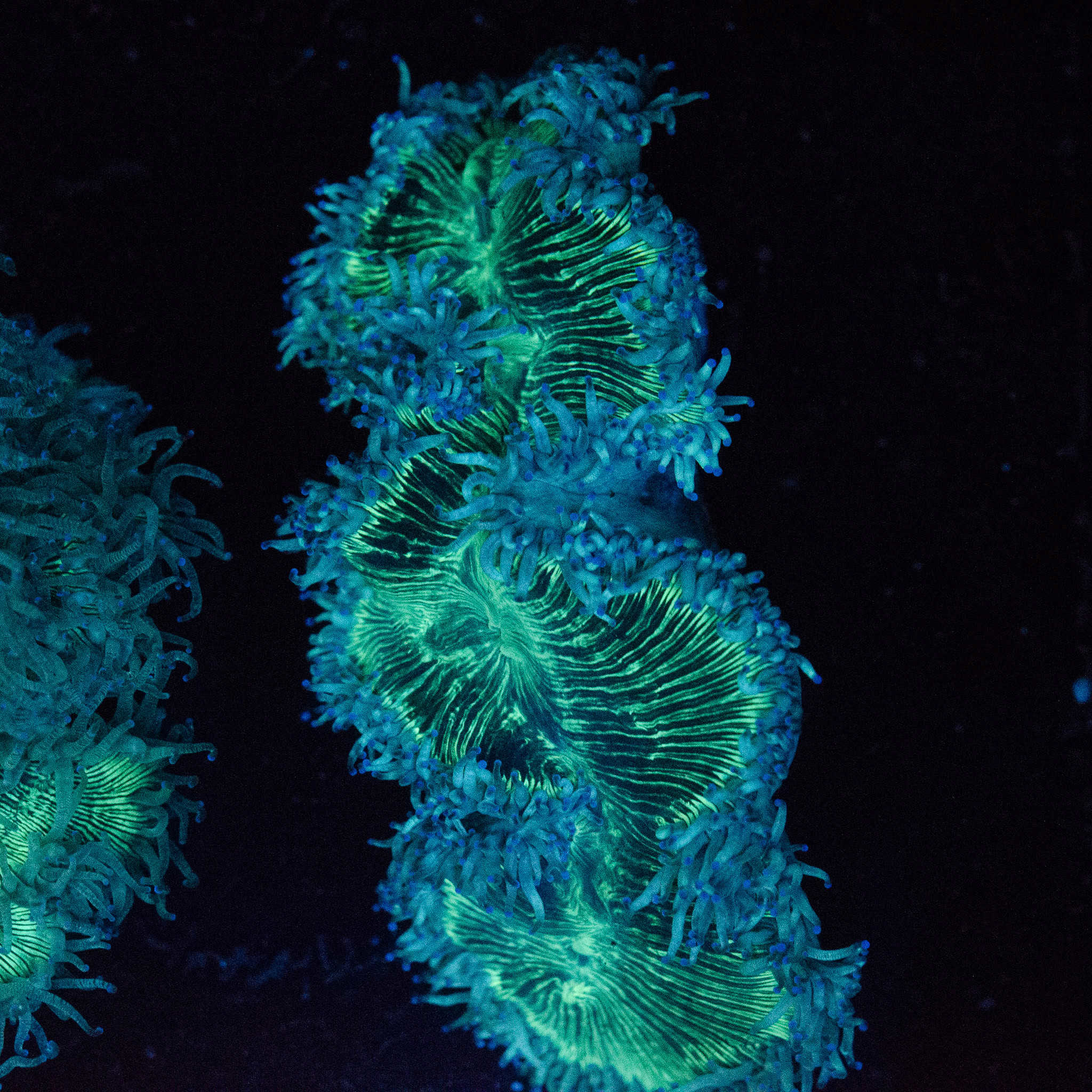 WYSIWYG White & Green Elegance