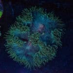 WYSIWYG Rare Red Mouth Elegance