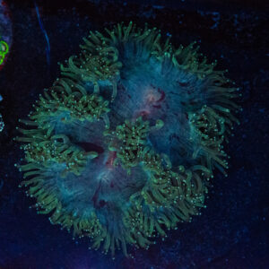 WYSIWYG Rare Red Mouth Elegance