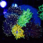 WYSIWYG Malaysian Torch Garden