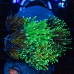 WYSIWYG Gold Torch Garden