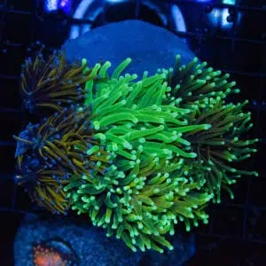 WYSIWYG Gold Torch Garden