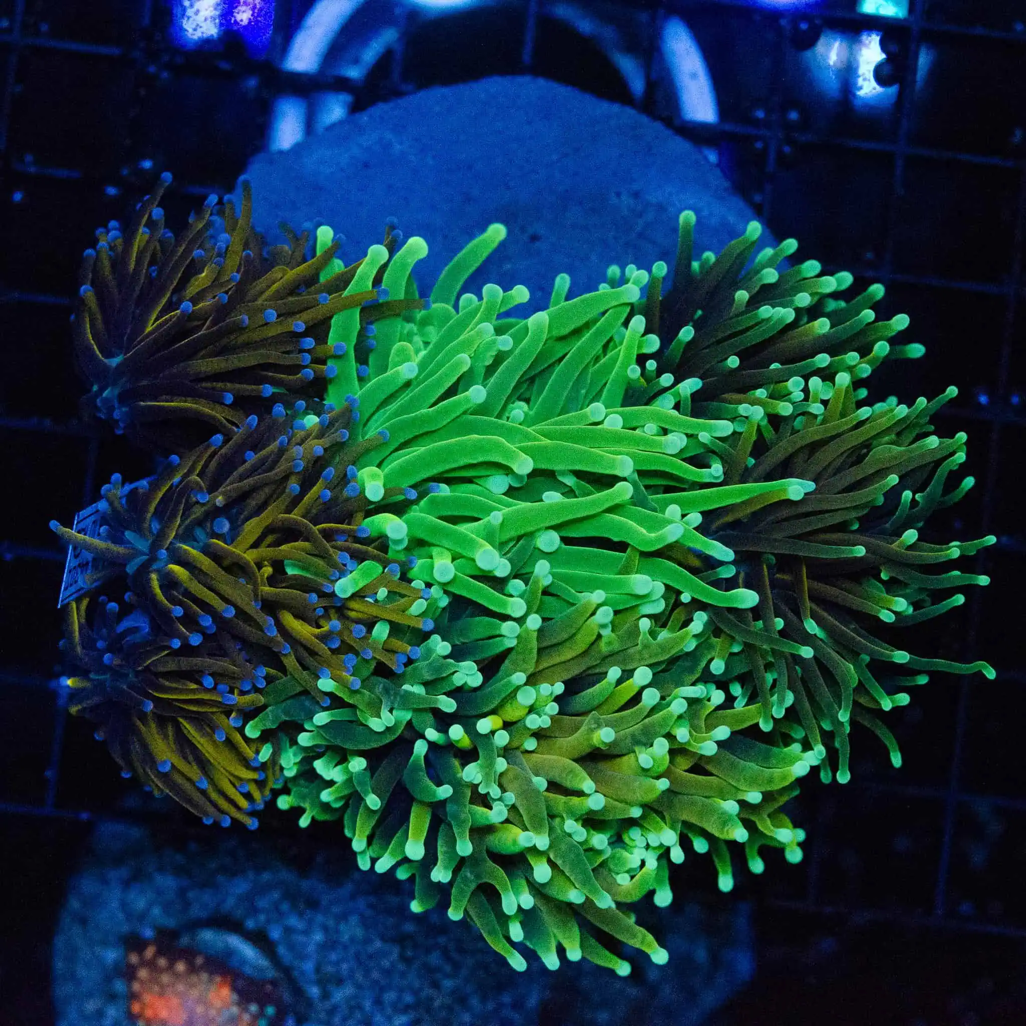 WYSIWYG Gold Torch Garden