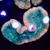 WYSIWYG Rainbow Blue Trachyphyllia